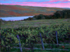 Vineyard at Dusk - A Fine Art Painting by Wilson J Ong